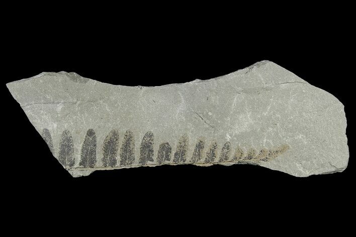 Pennsylvanian Fossil Fern (Neuropteris) Plate - Kentucky #181324